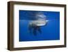 Sperm Whales (Physeter Macrocephalus)-Reinhard Dirscherl-Framed Photographic Print