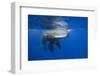 Sperm Whales (Physeter Macrocephalus)-Reinhard Dirscherl-Framed Photographic Print