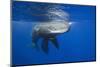 Sperm Whales (Physeter Macrocephalus)-Reinhard Dirscherl-Mounted Photographic Print