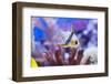 Sphaeramia Nematoptera-antos777-Framed Photographic Print