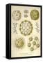 Sphaerozoum, S. Italicum, S. Spinulosum, S. Ovodimare, S. Punctatum-Ernst Haeckel-Framed Stretched Canvas