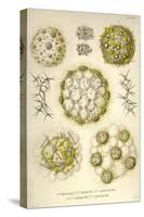 Sphaerozoum, S. Italicum, S. Spinulosum, S. Ovodimare, S. Punctatum-Ernst Haeckel-Stretched Canvas