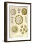 Sphaerozoum, S. Italicum, S. Spinulosum, S. Ovodimare, S. Punctatum-Ernst Haeckel-Framed Art Print