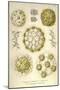 Sphaerozoum, S. Italicum, S. Spinulosum, S. Ovodimare, S. Punctatum-Ernst Haeckel-Mounted Art Print