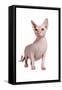 Sphinx Cat-Fabio Petroni-Framed Stretched Canvas