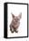 Sphinx Cat-Fabio Petroni-Framed Stretched Canvas