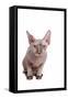 Sphinx Cat-Fabio Petroni-Framed Stretched Canvas