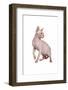 Sphinx Cat-Fabio Petroni-Framed Photographic Print