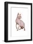 Sphinx Cat-Fabio Petroni-Framed Photographic Print