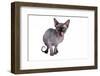 Sphinx Cat-Fabio Petroni-Framed Photographic Print