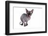 Sphinx Cat-Fabio Petroni-Framed Photographic Print