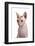 Sphinx Cat-Fabio Petroni-Framed Photographic Print