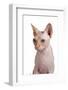 Sphinx Cat-Fabio Petroni-Framed Photographic Print