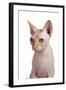 Sphinx Cat-Fabio Petroni-Framed Photographic Print