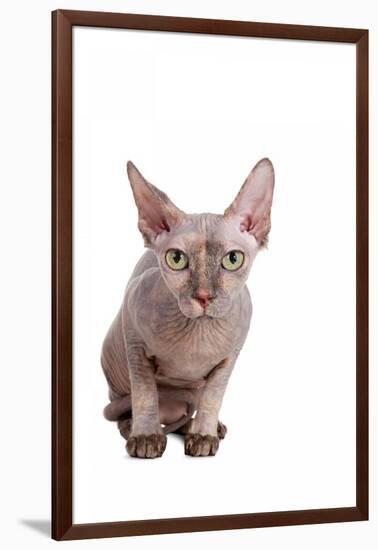 Sphinx Cat-Fabio Petroni-Framed Photographic Print