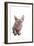 Sphinx Cat-Fabio Petroni-Framed Photographic Print