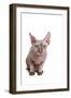 Sphinx Cat-Fabio Petroni-Framed Photographic Print