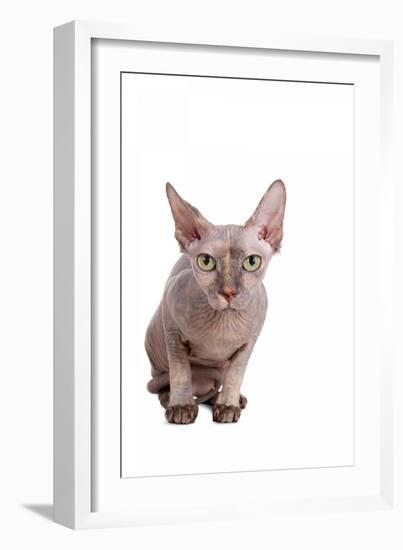 Sphinx Cat-Fabio Petroni-Framed Photographic Print