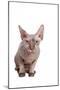 Sphinx Cat-Fabio Petroni-Mounted Photographic Print