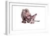 Sphinx Cat-Fabio Petroni-Framed Photographic Print