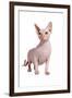 Sphinx Cat-Fabio Petroni-Framed Photographic Print