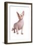 Sphinx Cat-Fabio Petroni-Framed Photographic Print