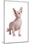 Sphinx Cat-Fabio Petroni-Mounted Photographic Print