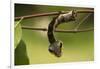 Sphinx hawk moth caterpillar, snake mimic, Rio Napo, Peru-Mark Bowler-Framed Photographic Print