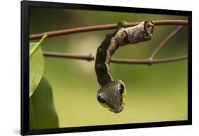 Sphinx hawk moth caterpillar, snake mimic, Rio Napo, Peru-Mark Bowler-Framed Photographic Print