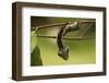 Sphinx hawk moth caterpillar, snake mimic, Rio Napo, Peru-Mark Bowler-Framed Photographic Print