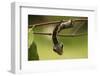 Sphinx hawk moth caterpillar, snake mimic, Rio Napo, Peru-Mark Bowler-Framed Photographic Print