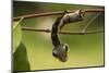 Sphinx hawk moth caterpillar, snake mimic, Rio Napo, Peru-Mark Bowler-Mounted Photographic Print