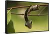 Sphinx hawk moth caterpillar, snake mimic, Rio Napo, Peru-Mark Bowler-Framed Stretched Canvas