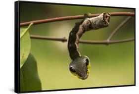 Sphinx hawk moth caterpillar, snake mimic, Rio Napo, Peru-Mark Bowler-Framed Stretched Canvas