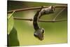 Sphinx hawk moth caterpillar, snake mimic, Rio Napo, Peru-Mark Bowler-Stretched Canvas