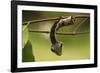 Sphinx hawk moth caterpillar, snake mimic, Rio Napo, Peru-Mark Bowler-Framed Photographic Print