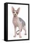 Sphinx in Studio-null-Framed Stretched Canvas