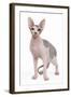 Sphinx in Studio-null-Framed Photographic Print