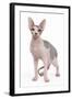 Sphinx in Studio-null-Framed Photographic Print