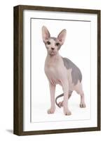 Sphinx in Studio-null-Framed Photographic Print