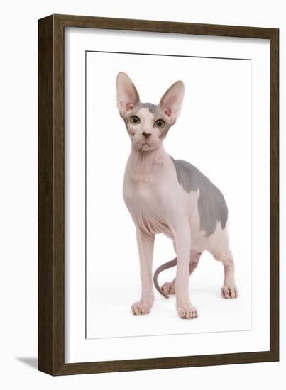 Sphinx in Studio-null-Framed Photographic Print