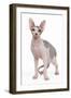 Sphinx in Studio-null-Framed Photographic Print
