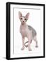 Sphinx in Studio-null-Framed Photographic Print