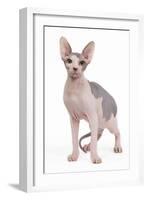 Sphinx in Studio-null-Framed Photographic Print