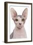 Sphinx in Studio-null-Framed Photographic Print