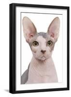 Sphinx in Studio-null-Framed Photographic Print