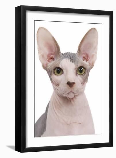 Sphinx in Studio-null-Framed Photographic Print