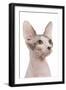 Sphinx in Studio-null-Framed Photographic Print