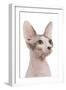 Sphinx in Studio-null-Framed Photographic Print