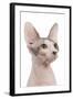 Sphinx in Studio-null-Framed Photographic Print